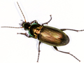 Poecilus versicolor